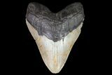 Large, Fossil Megalodon Tooth - North Carolina #75531-4